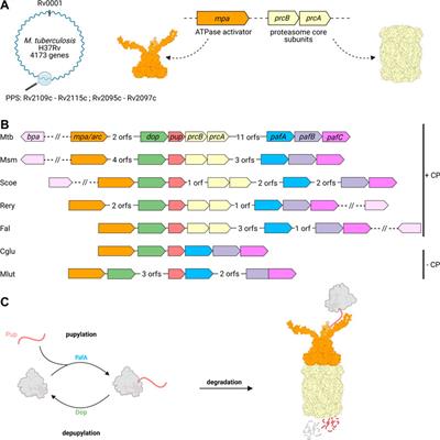 Survival in Hostile Conditions: Pupylation and the Proteasome in Actinobacterial Stress Response Pathways